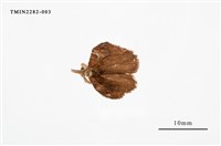 藏品(小白紋毒蛾)的圖片